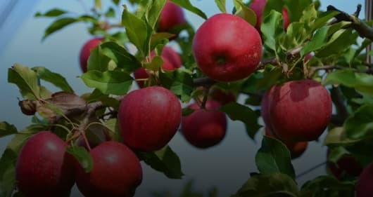 Богатый урожай